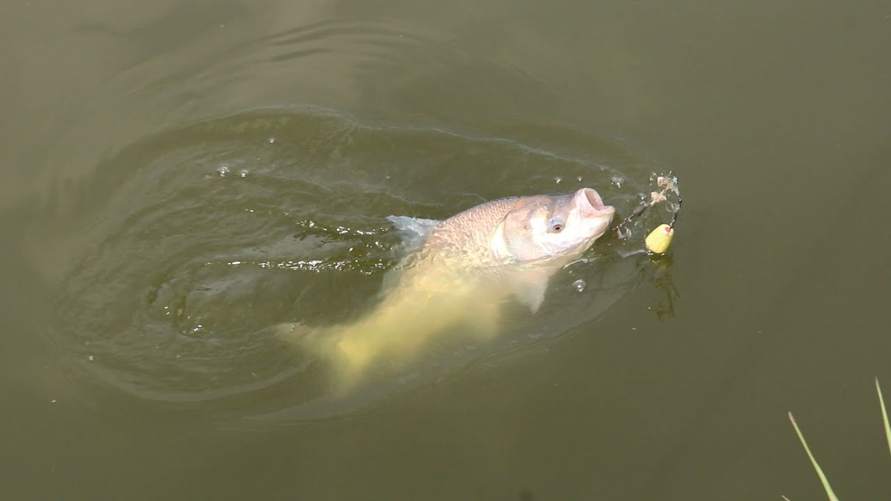Catla Fishing Hook - The World's Most Advanced Fishing Hook | catla fish catching by hook