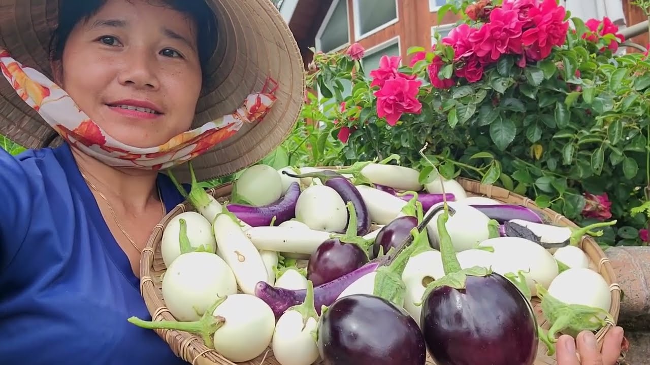 FULL VIDEO, THU HOẠCH CÀ TÍM, CÀ TRẮNG, VIỆT QUẤT, CÂU CUA Ở MỸ 