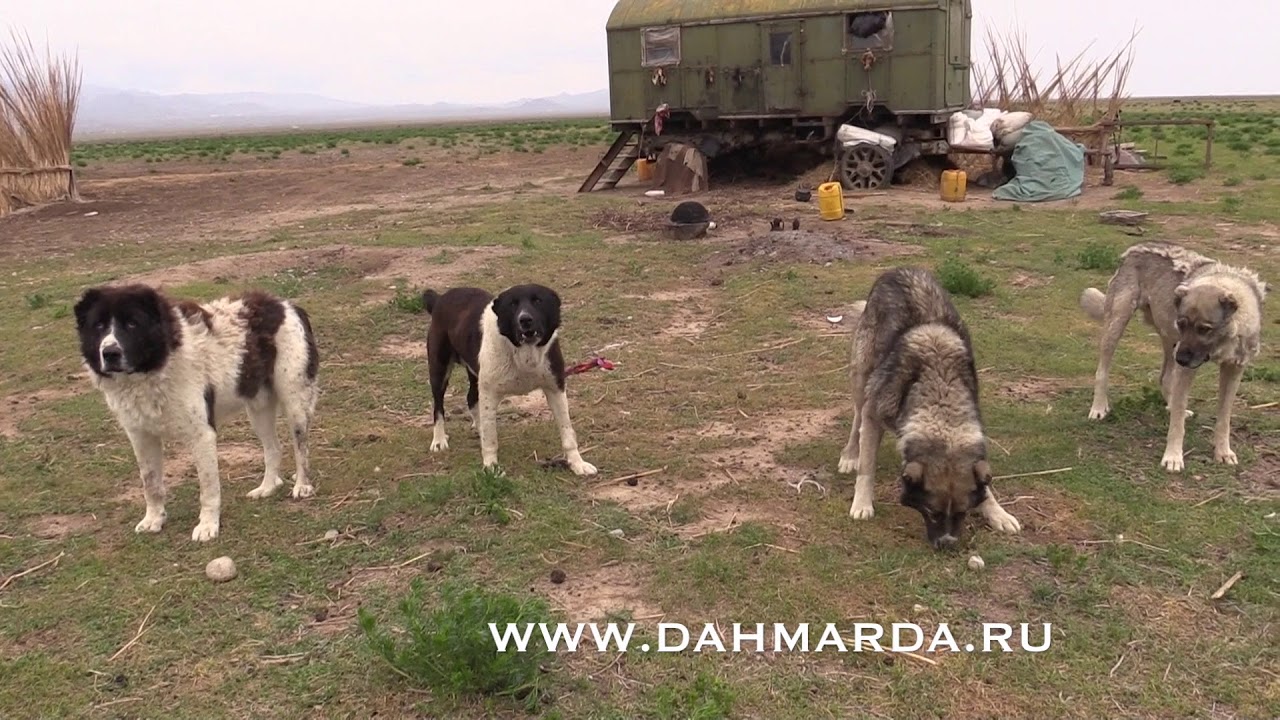 Саги дахмарда, которые не дали нам выйти из машины