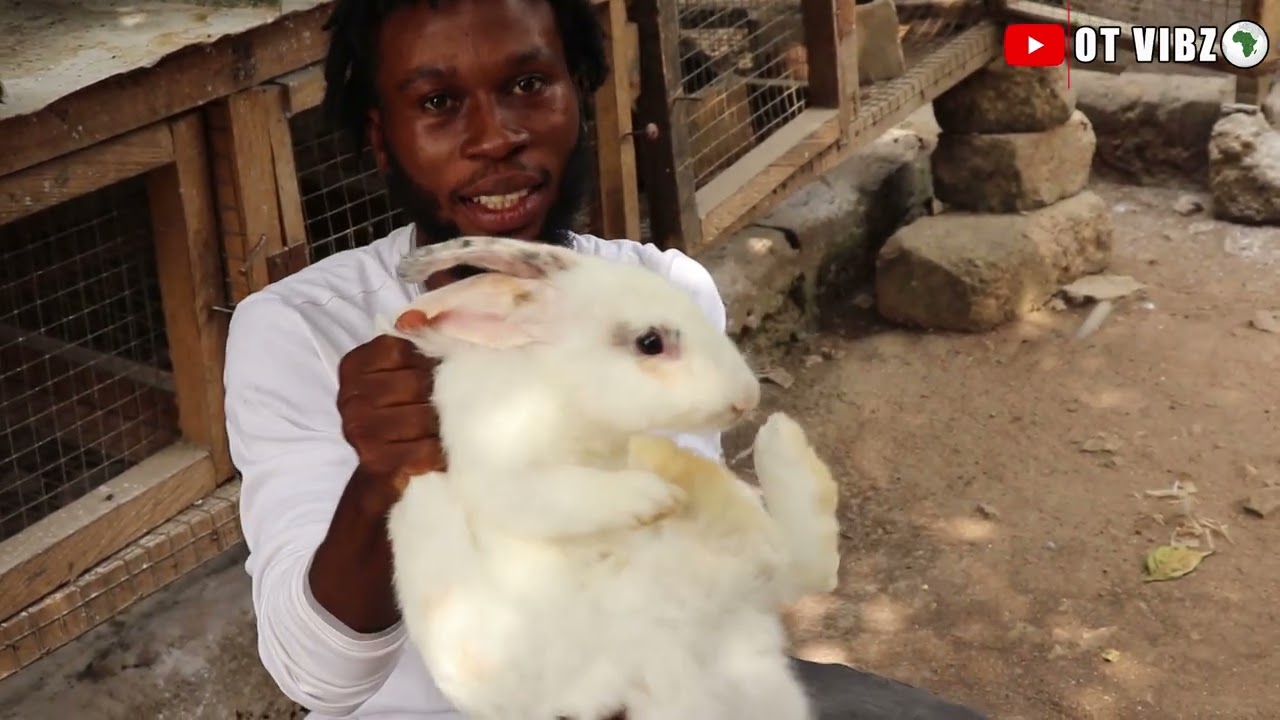 Million Making in Rabbit Farming... You won't believe it... The new Gold mine in Ghana