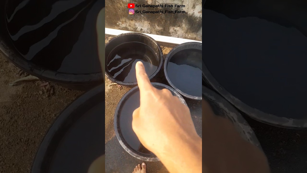 🤯How to Culture Moina💥100% Result Method🔥Moina culture🙆 #moina #moinaculture #livefood #fishfood