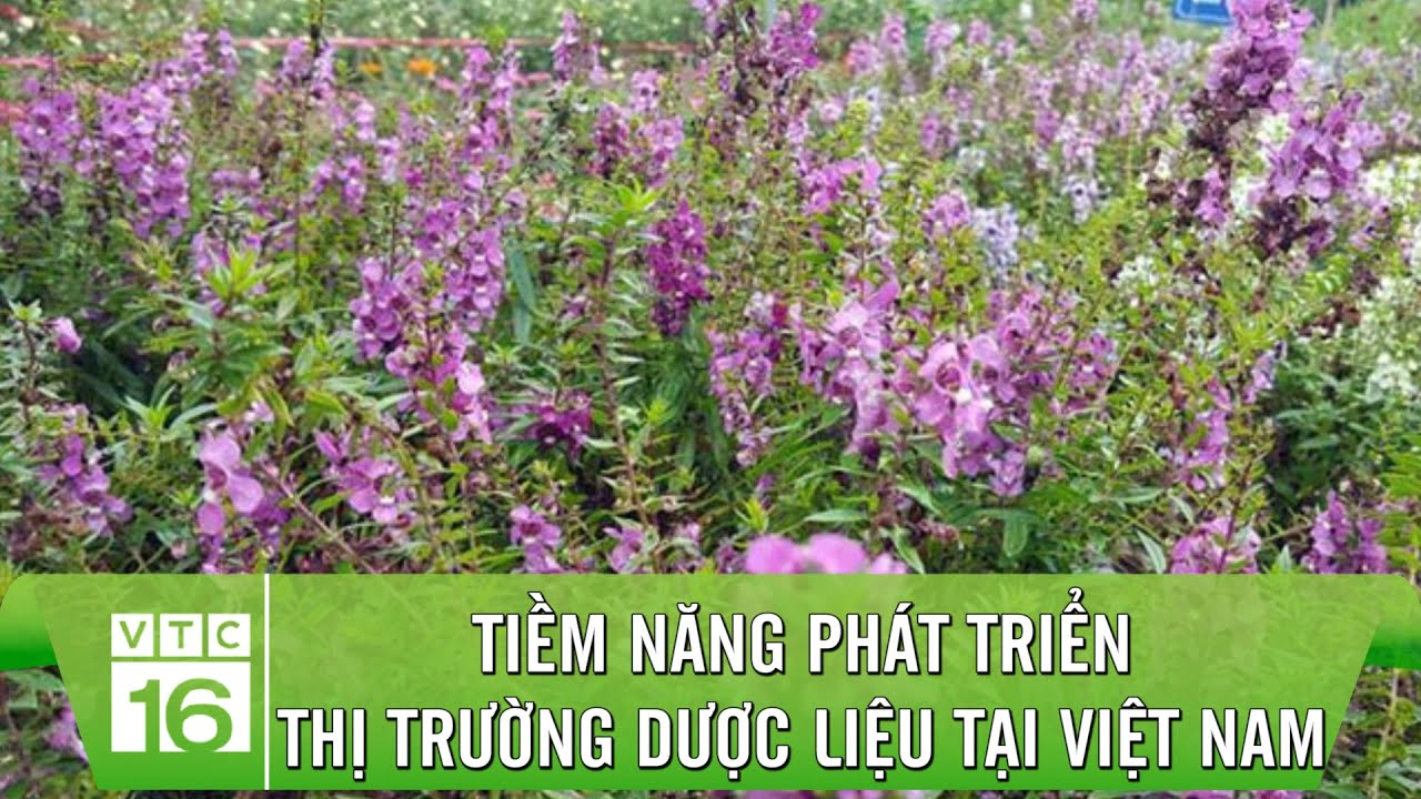 Tiềm năng phát triển thị trường dược liệu | VTC16
