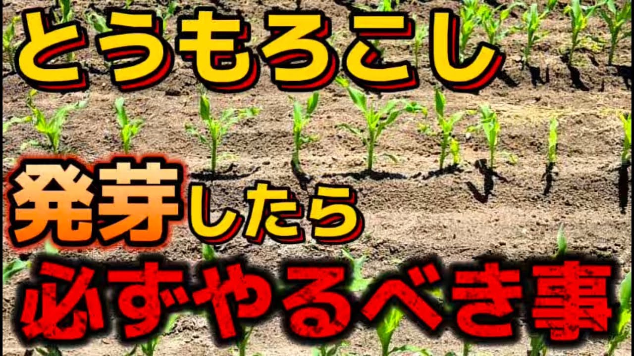 【とうもろこし】発芽したら必ずして下さい！○○する事で成長速度が早まります