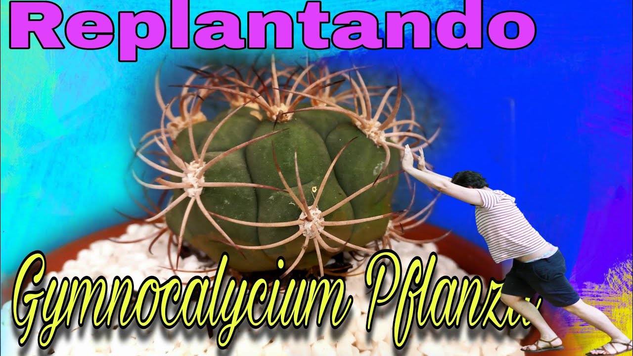 Replantando Gymnocalycium Pflanzii 