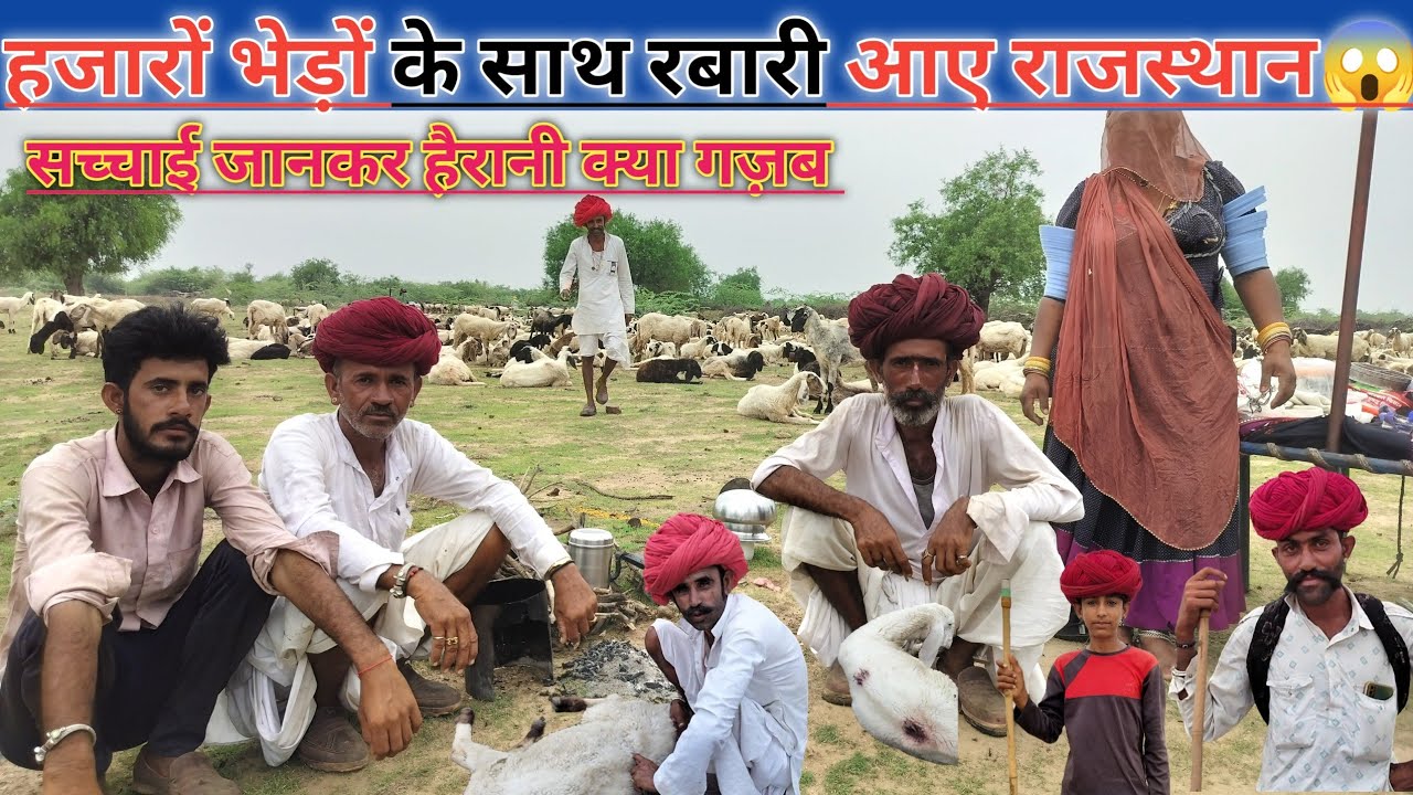 मालवा से आए रबारी लोगों के पास हजारों भेड़। कैसे रहते है रबारी भेड़ बकरी पालक। सच्चाई जानकर आश्चर्य