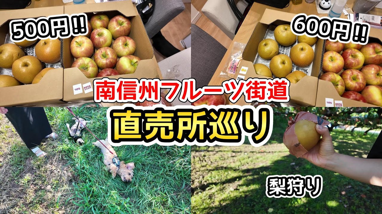 南信州フルーツ街道で梨とりんごを収穫し、直売所を巡った【ミニチュアダックスフンド】
