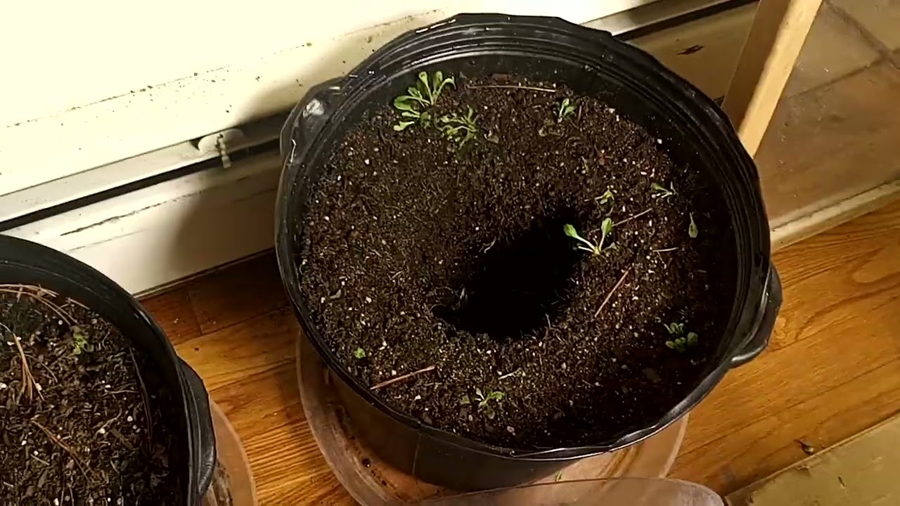 from seed to harvest , and how we're scratching in dry amendments and growing microorizer