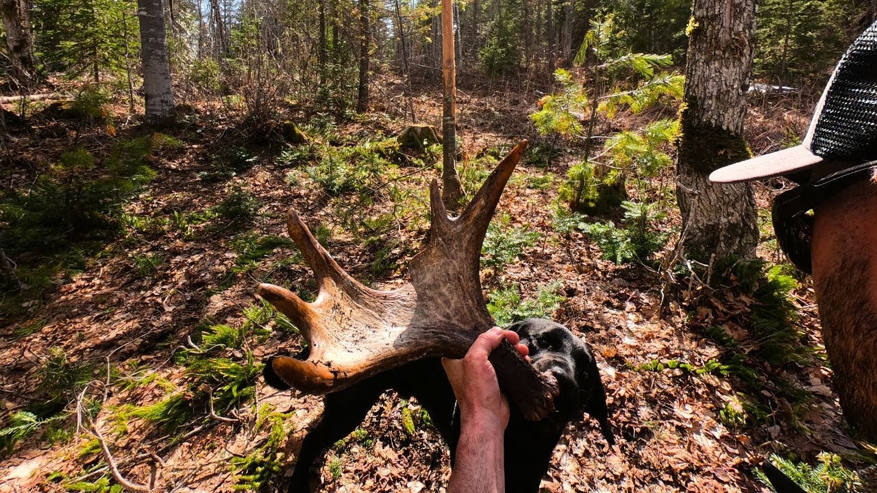 Moose Shed Hunting with DOGS | Spring Shed Tour 2023