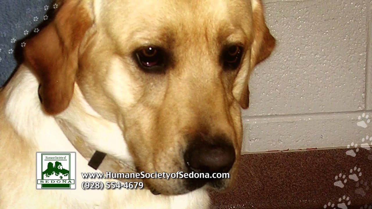 Sedona NOW TV: Humane Society of Sedona Commercial