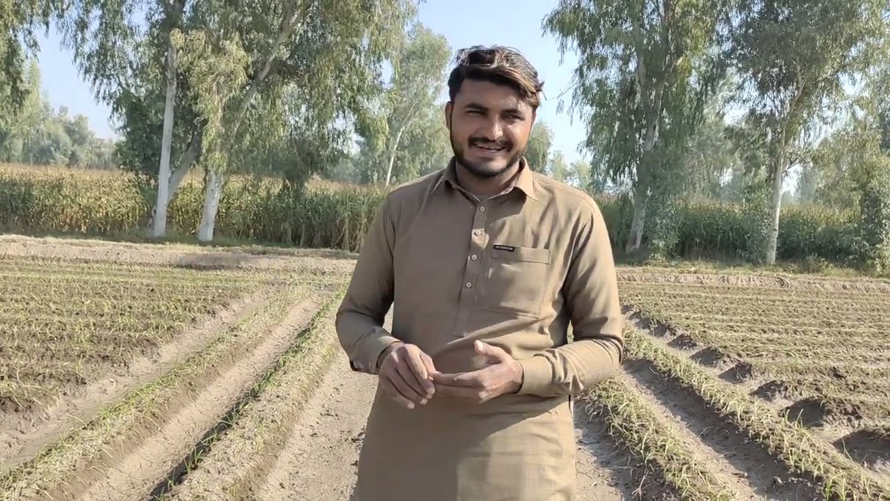 onion sowing method with cotton enter croping | pyaz lgane ka treeqa|