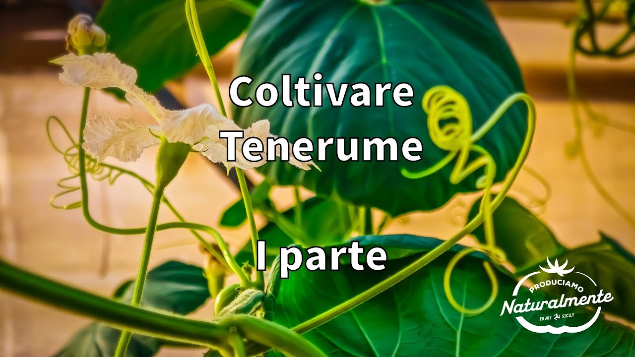 Come e Perché coltivare il Tenerume la pianta della Zucchina lunga siciliana Parte 1