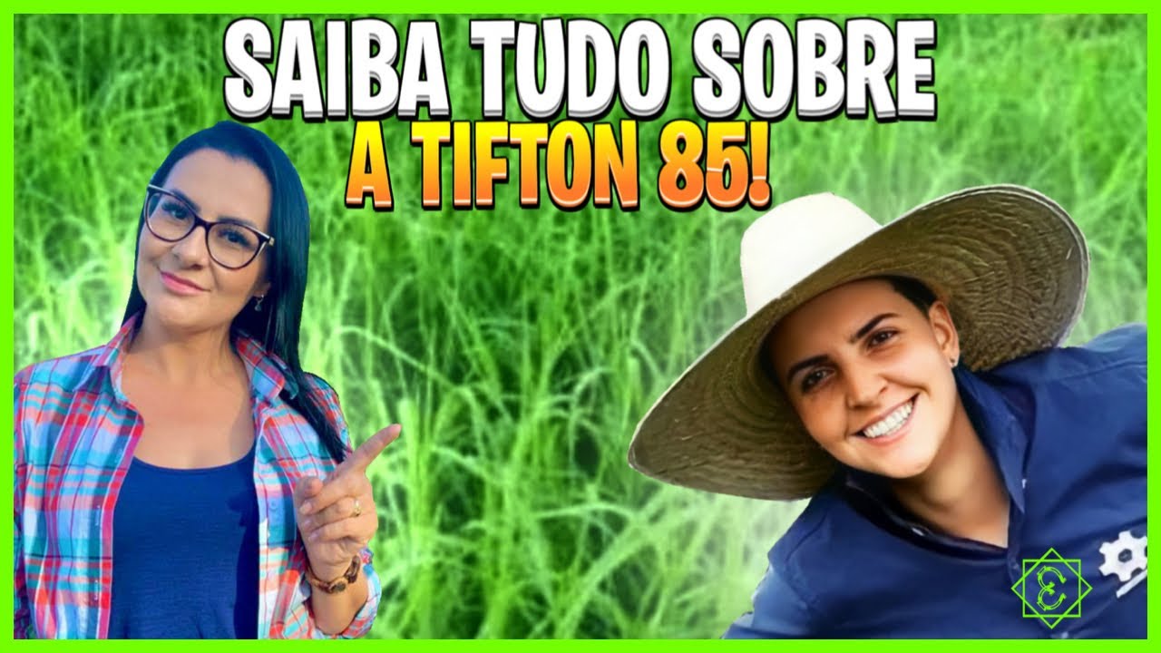 TUDO QUE VOCÊ PRECISA SABER SOBRE A TIFTON 85 !