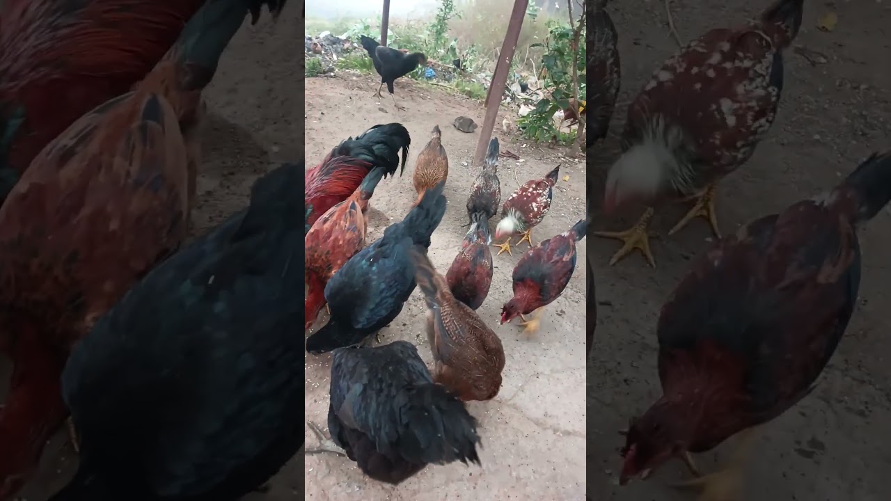 🐓 ஏ எப்புற்றா😂 | Funny video | Iyarkai Pannai Shorts | 