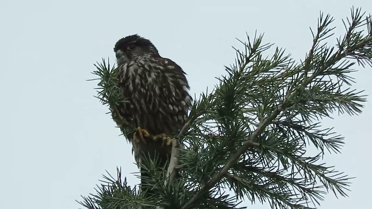 03/04/26 Black Merlin Falcon Kent wa 7912-169