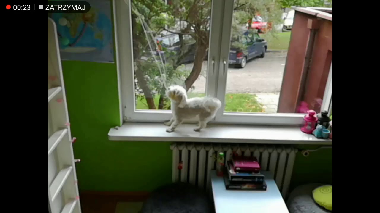 Maltańczyk sam w domu pierwszy i ostatni raz ...