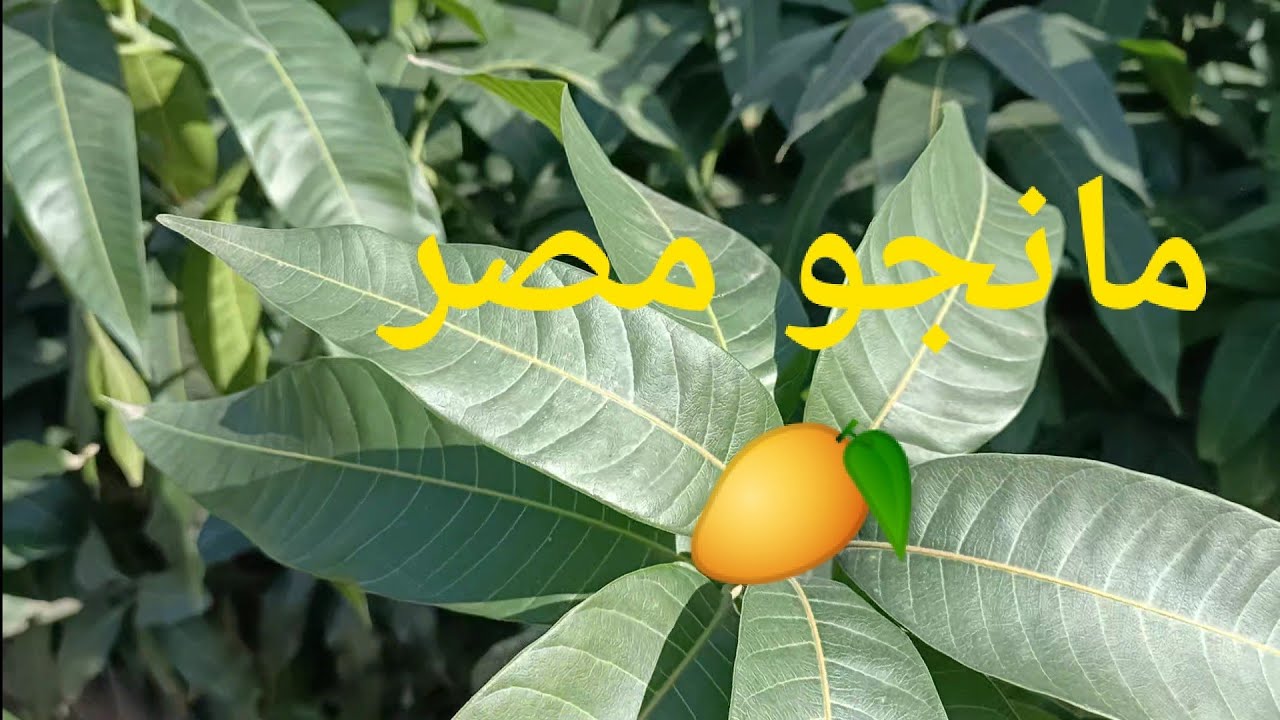 أزاي تعرف أصناف المانجو عن طريق الأوراق الخضرية و الرسم التشريحي للورقة ✅🥭 | الجزء الأول 🥭