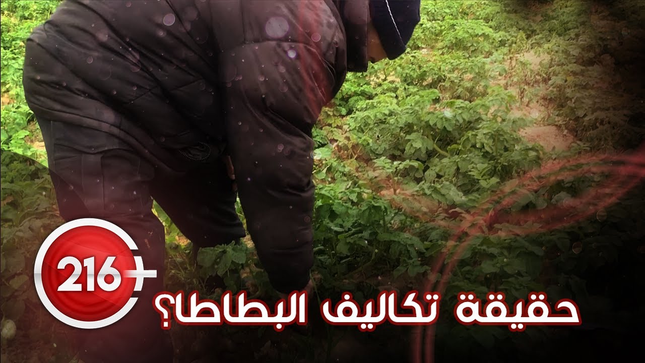 حقيقة تكاليف البطاطا! أسرار يكشفها الفلاح و تفاصيل زراعتها و أسعار بيعها!