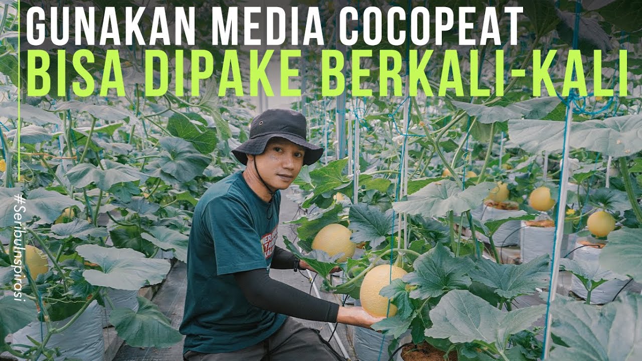 Budidaya Melon Hidroponik Dengan MEDIA COCOPEAT Bisa DIPAKE BERKALI KALI !!