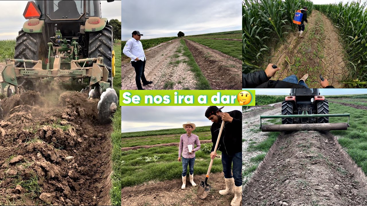 EMPEZAMOS CON ESTA NUEVA SIEMBRA QUE NUNCA AVIAMOS ECHO EL OSCAR Y YO UN DÍA DE TRABAJO 👨‍🌾‼️