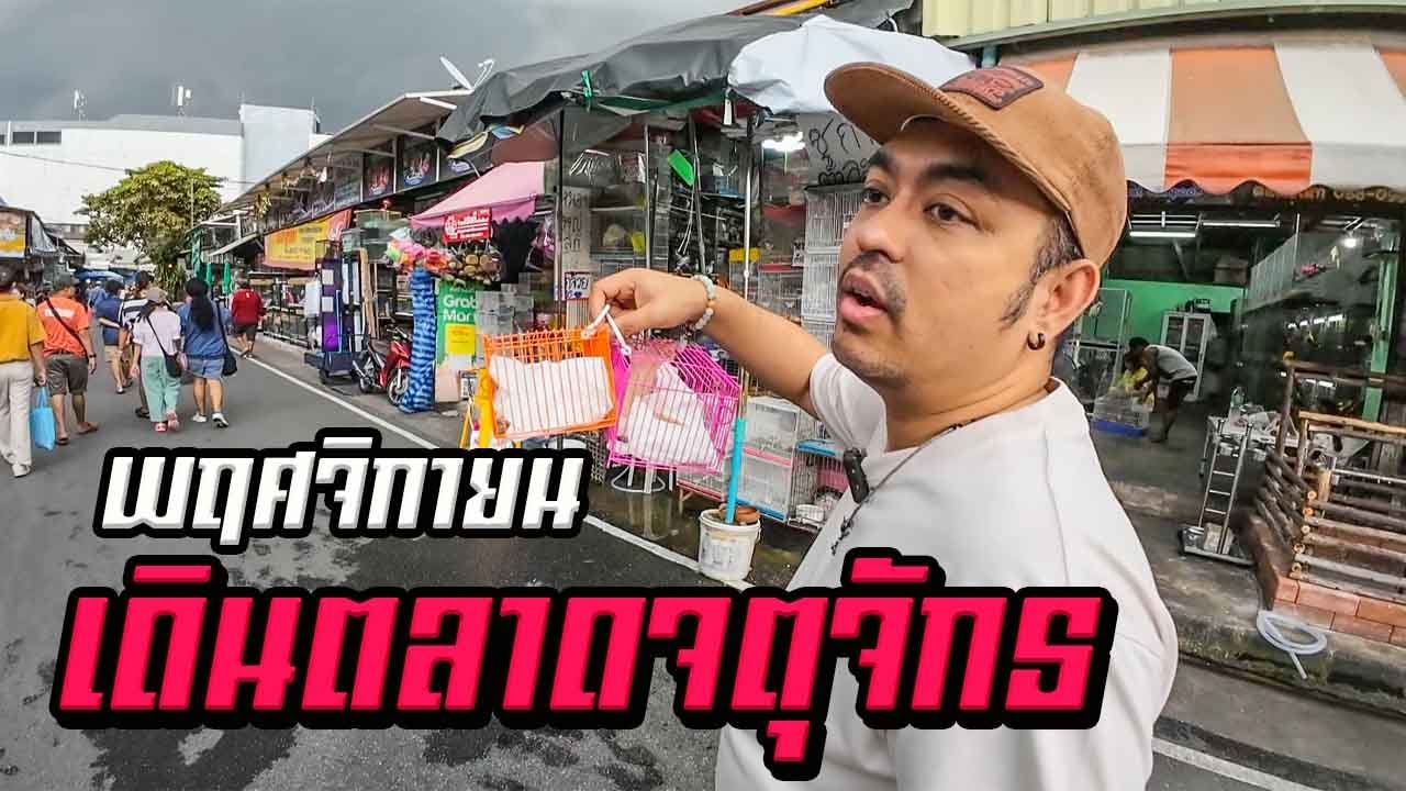เดินตลาดสัตว์เลี้ยงจตุจักรเดือนพฤศจิกายน 2024