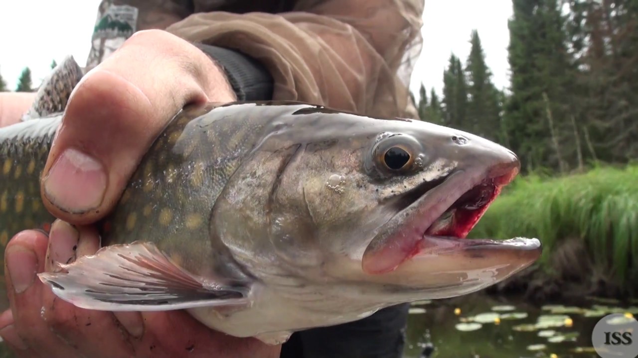 Life by the Brook Ep5 (Little Beaver Dam)