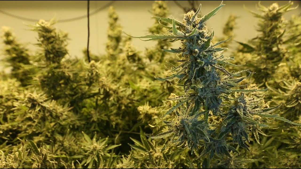 Want to make big money in legal weed? These jobs may soon be coming to N.J.