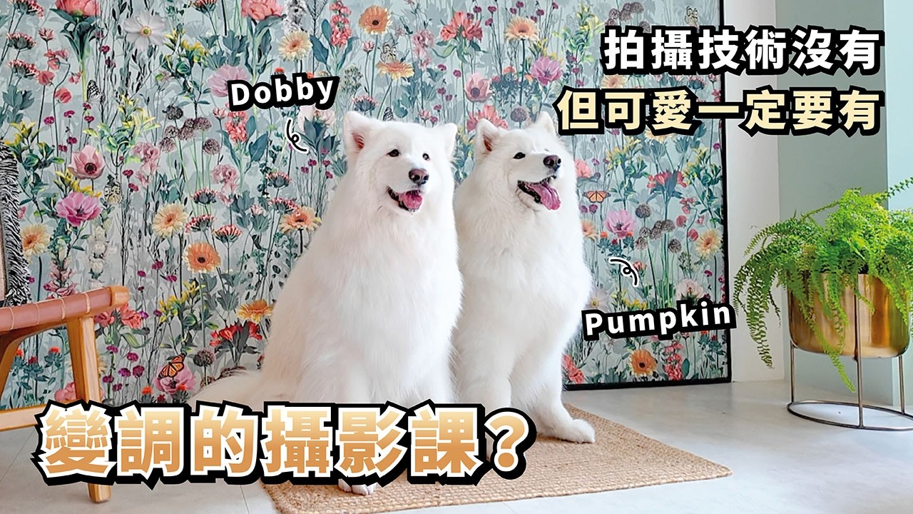 『變調的攝影課？』拍攝技術沒有，但可愛一定要有(薩摩耶多比Dobby is free)