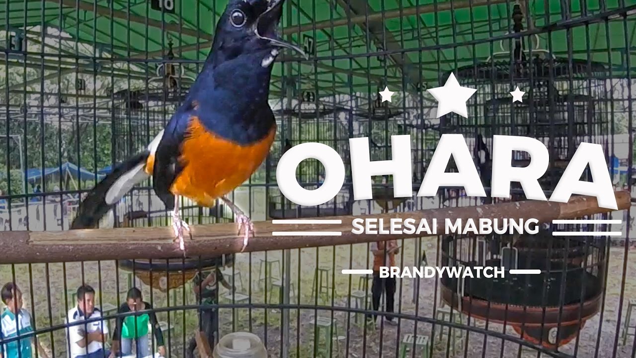 Kualitas Murai 3 Milyar ! GOPRO - Ohara Is Back ! DAHSYAT TEMBAKAN Murai Prio Excellent