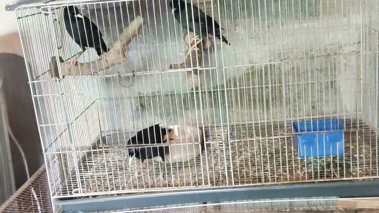 paano malalaman kung malapit na magsalita Ang iyong ibong Martinez //pls.watch till the end