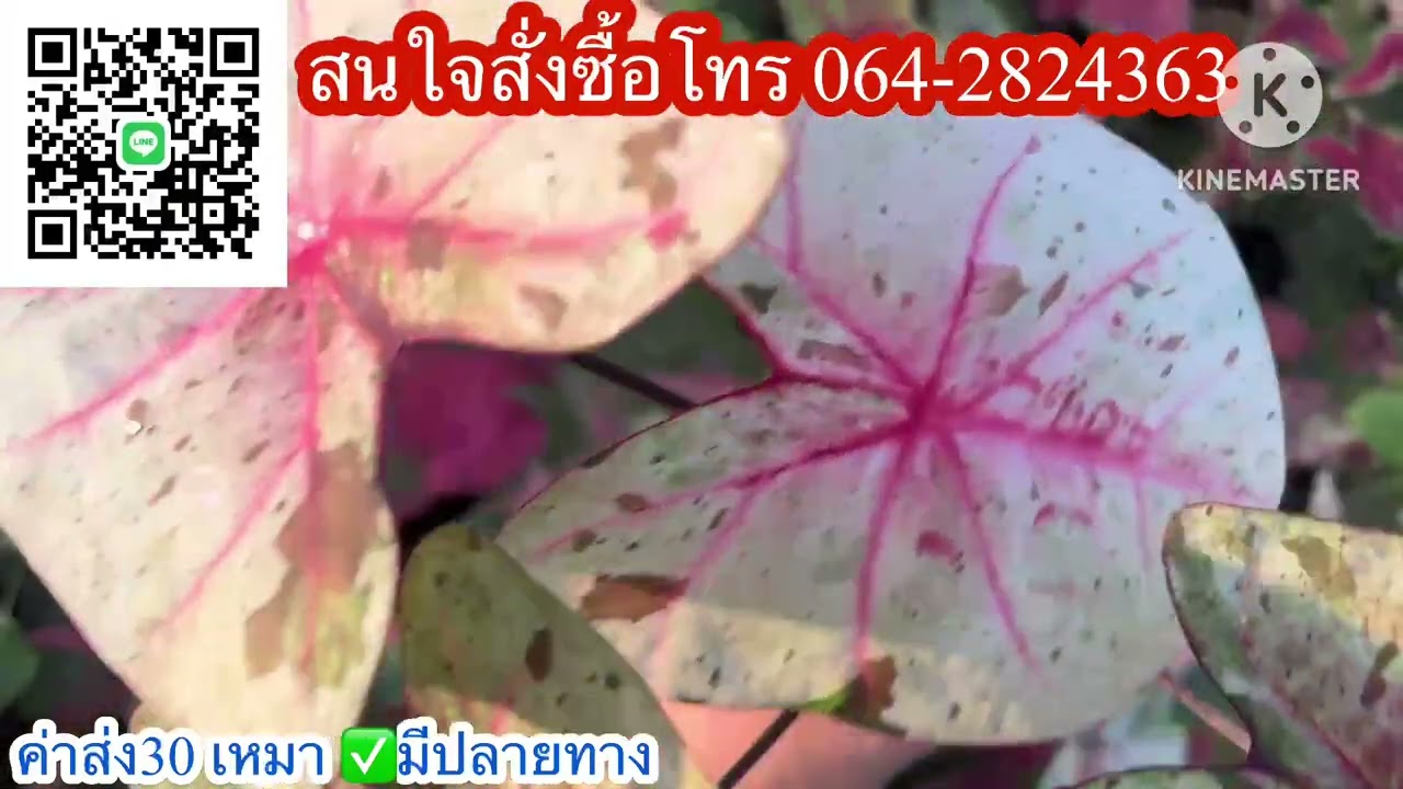 Ep.1288❤️🔥ใหม่ บอนสีสวยๆ มาแบ่งแล้ว✅มีปลายทางส่งทั่วไทยค่าส่ง30☎️โทร064-2824363