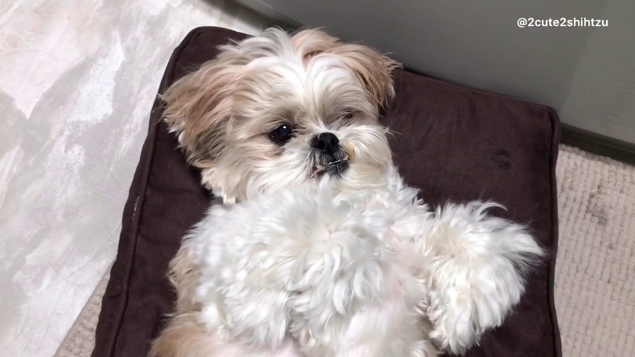 [shih tzu] Brushing Routine