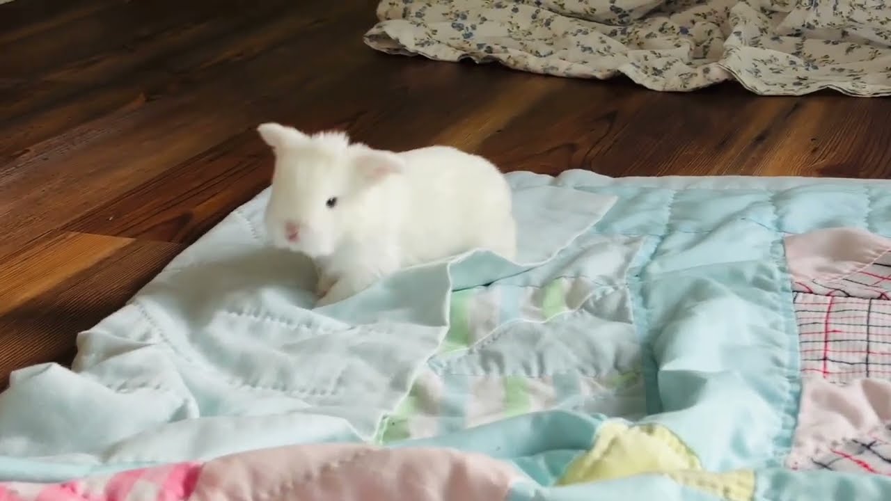 Baby Holland lops at 2 weeks. Sugar Cookie bunny just opened his eyes. Cute bunnies