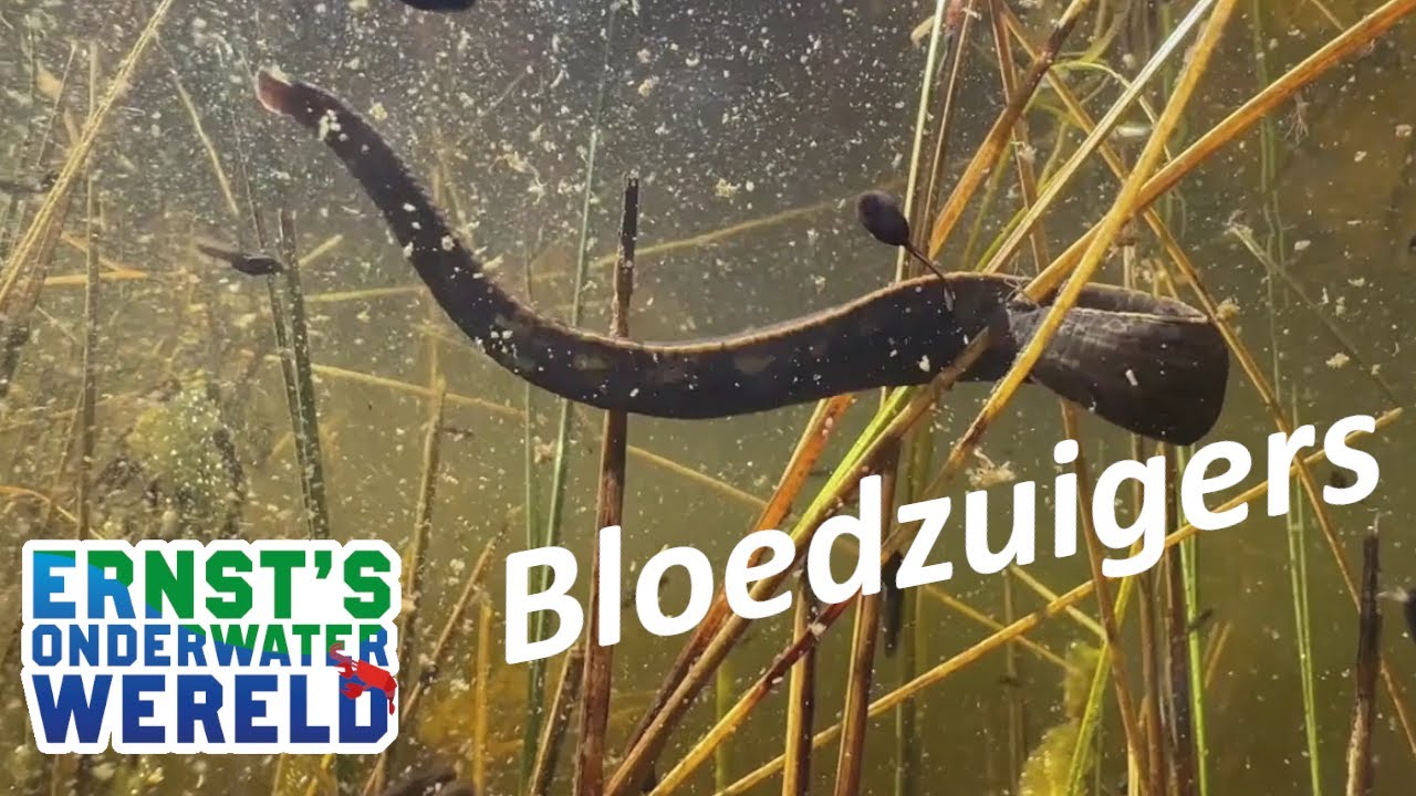 BLOEDZUIGERS, ook bij jou in de sloot! #37 Ernst's OnderWaterWereld
