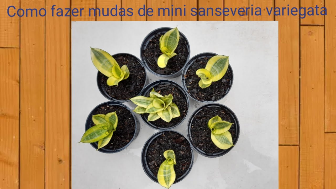 Como fazer mudas de mini sanseveria variegata!