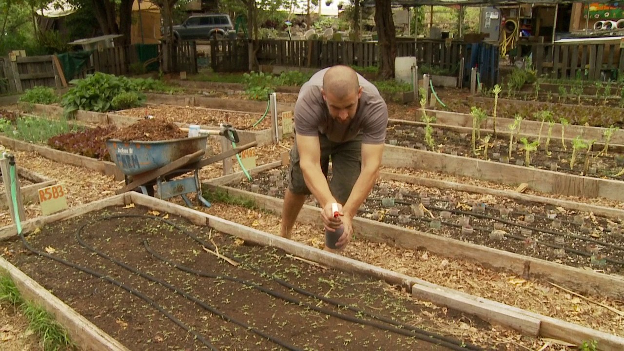 Korean Natural Farming How To: Apply IMO4