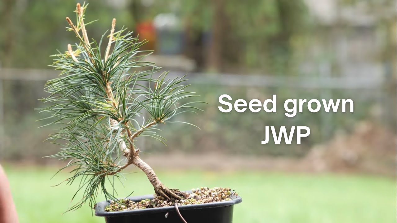 9 Japanese White Pines (5 years old from seed)