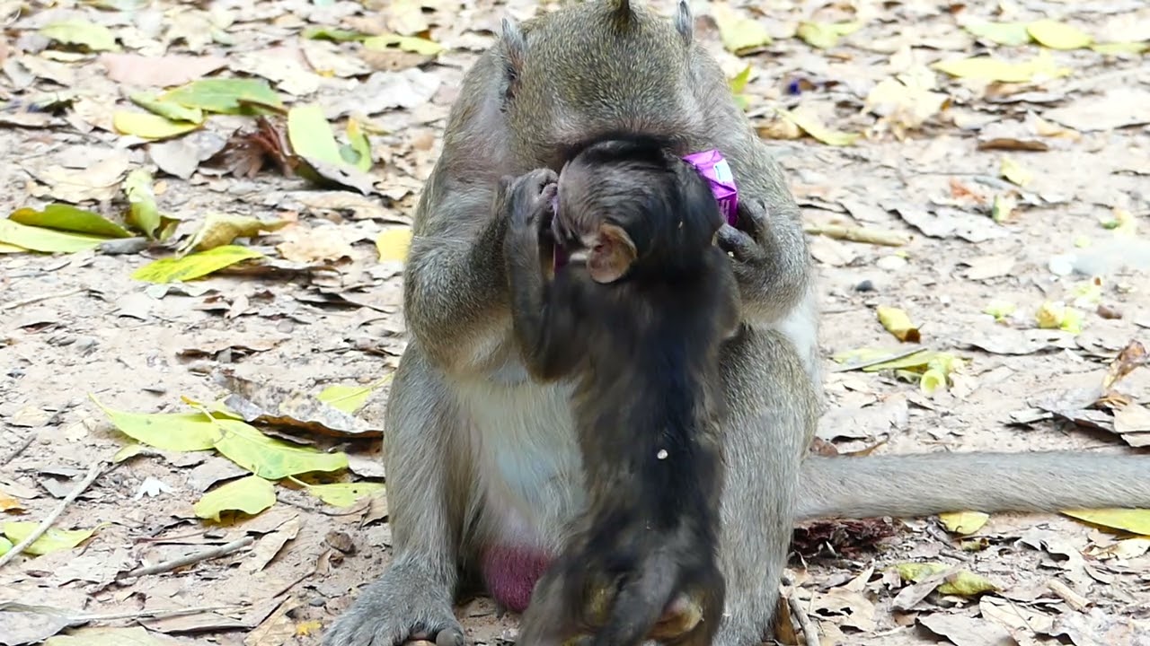 Jazzy monkey family today