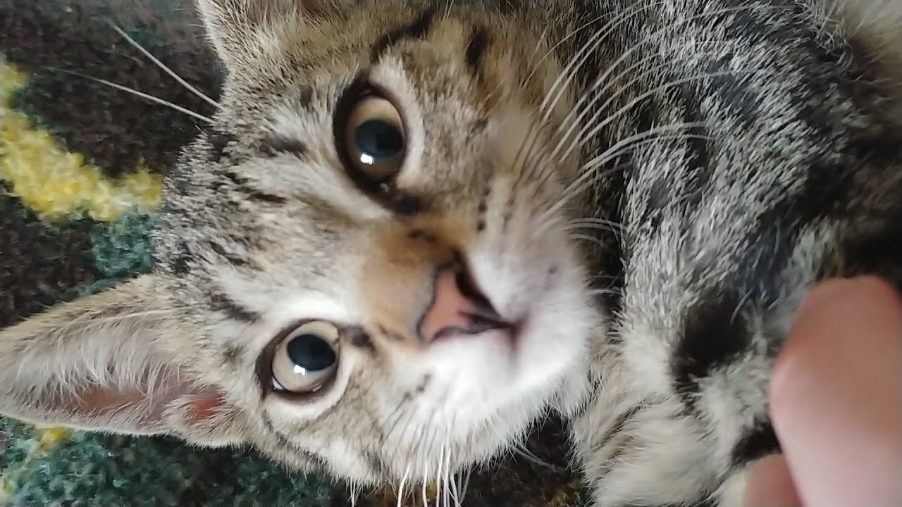 When Your Bed is Taken by your Cat