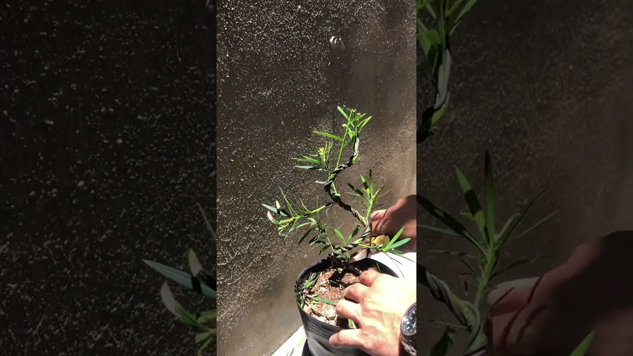 Cách tạo dáng Tùng La Hán mini bonsai / How to shape mini bonsai Chinese juniper