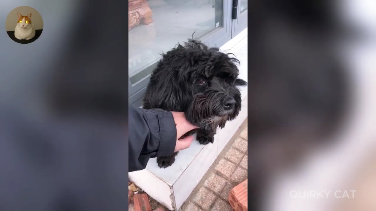 Funny ANIMALS videos 😂 | Funniest Cats and Dogs 2025 🐶😼 Part 64
