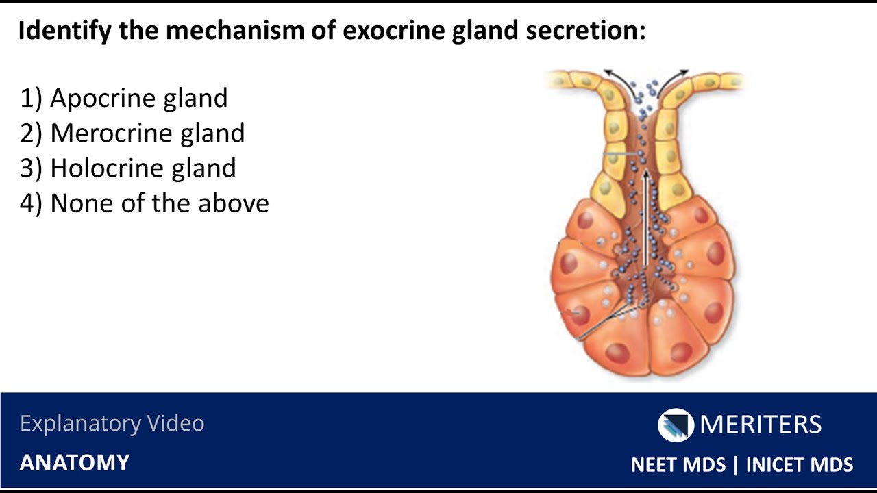 NEET MDS | INICET - Anatomy | Explanatory Video | MERITERS