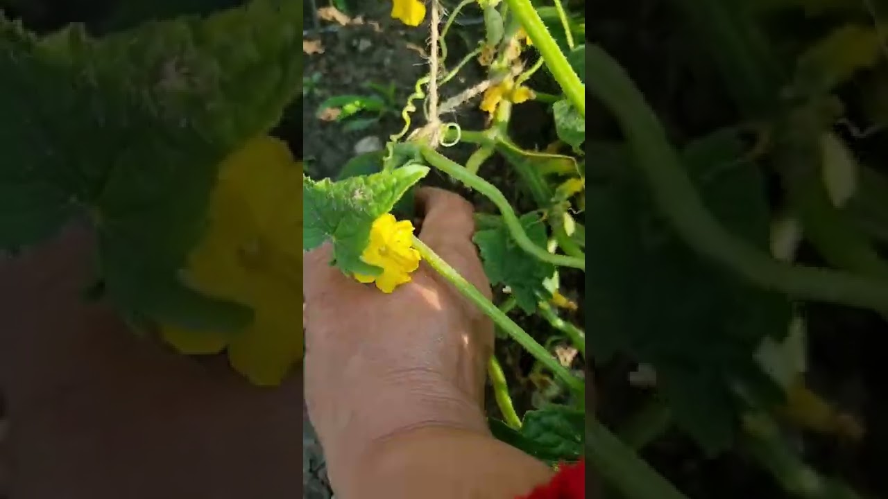 DIY #mygarden #cucumbers #2022 #june2022 #diywithsikart #shorts #myopenfieldgarden
