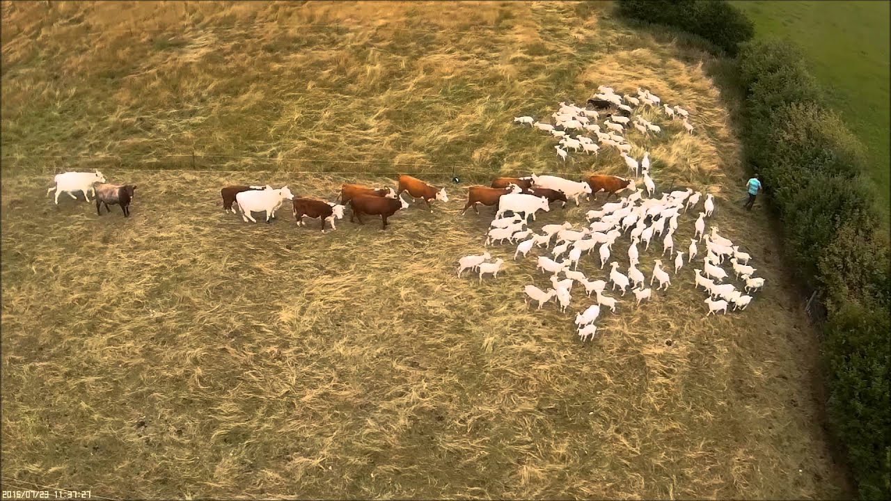 Mob grazing move from the air