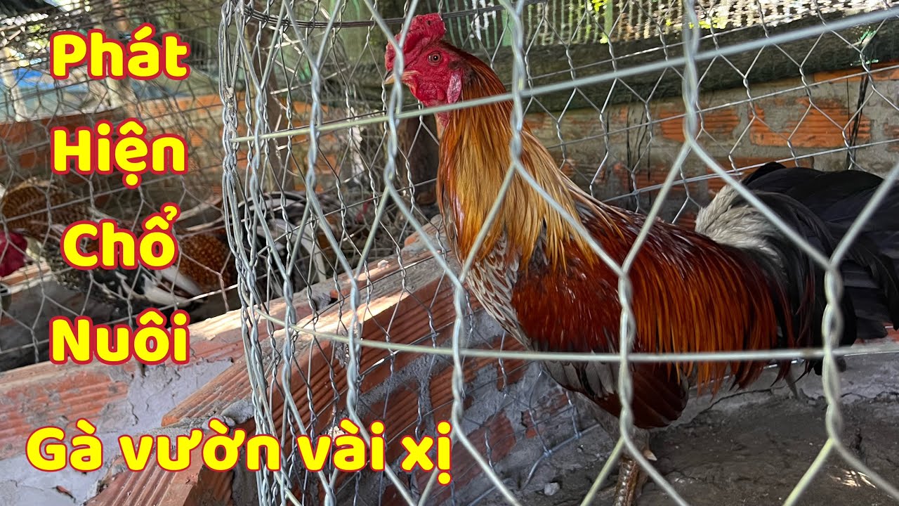 Hết Tóp Gà Cũ Là Tranh Thủ Nhanh Lẹ Lên Tóp Mới Liền Nha Bà Con