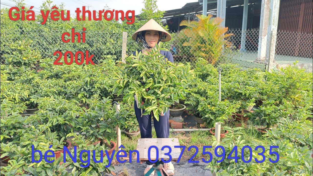 Mai chơi tết chỉ 200k 👉LH bé Nguyên 0372594035