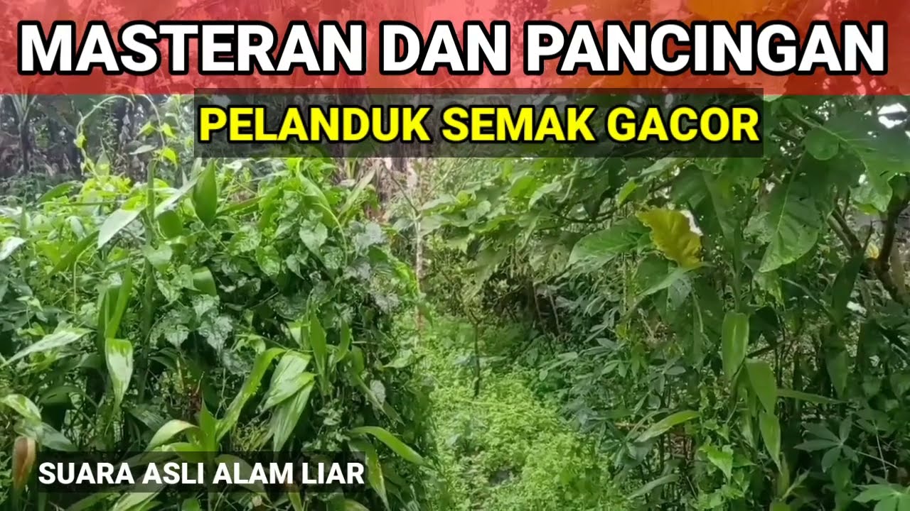 Suara Asli Pelanduk Semak Gacor Di Alam Liar Paling Ampuh Buat Pancingan & Masteran