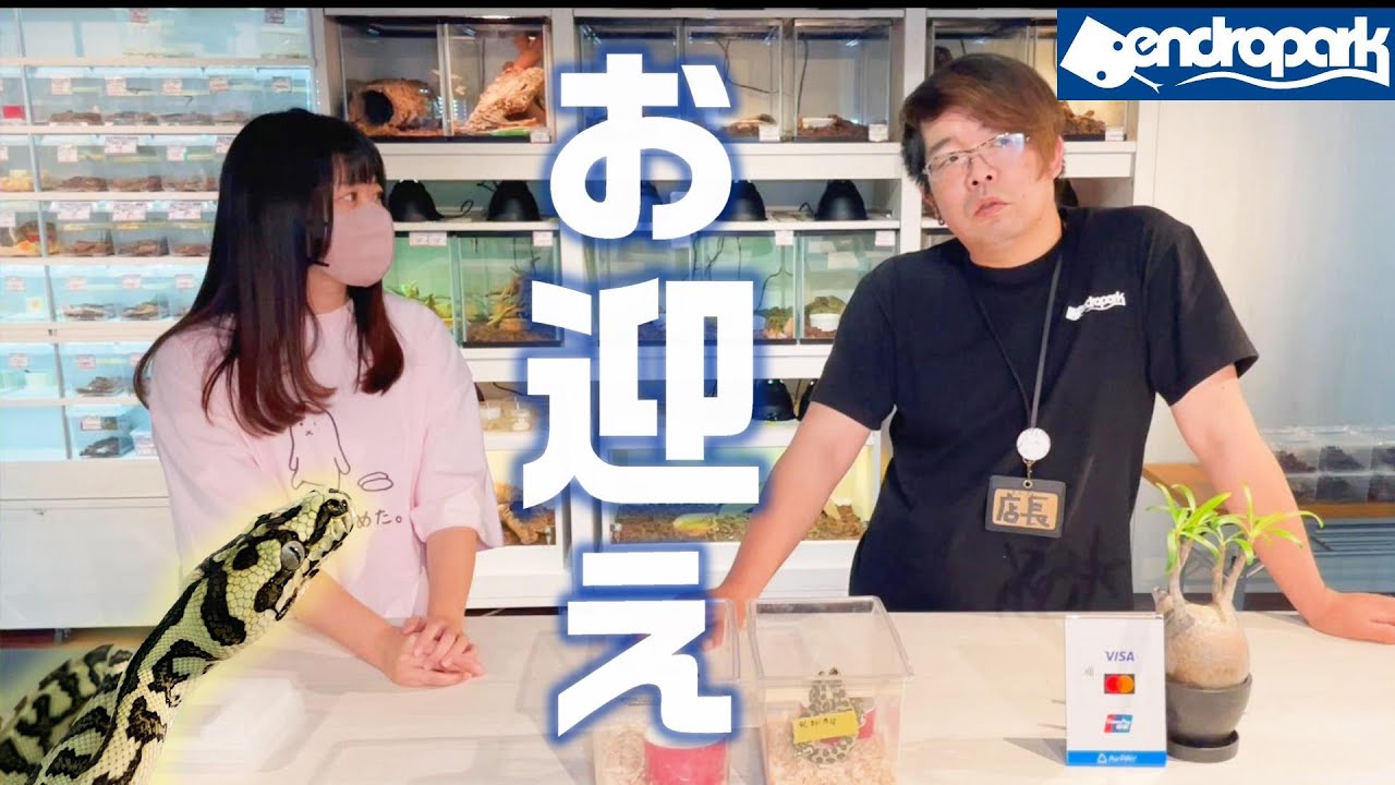 デンドロパーク名古屋本店でカーペットパイソンをついにお迎え！ハンドリングのコツも聞いちゃいました～！  爬虫類 ショップ ライブショップ裏話も？