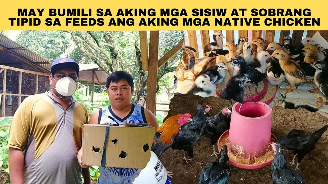May bumili sa aking mga sisiw at sobrang tipid sa feeds ang aking mga native chicken