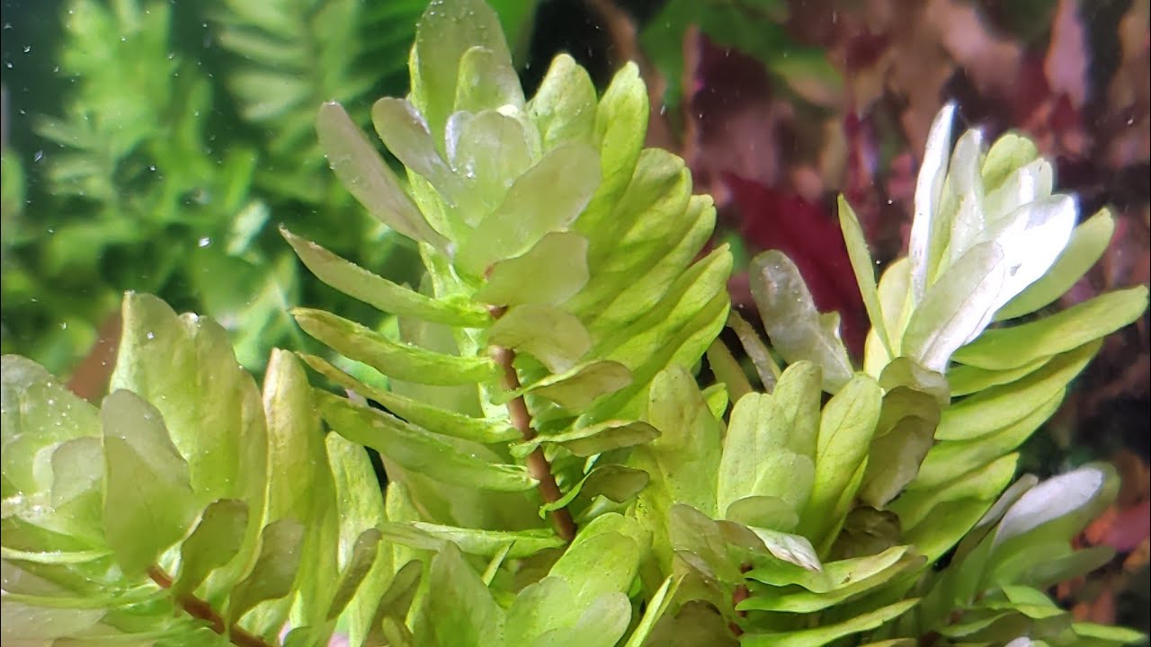 Ficha de plantas: (Rotala tulunadensis/Sahyadrica) || Muy poco común.