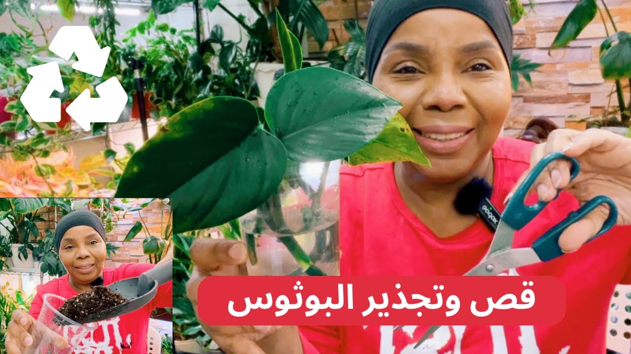 قص وتجذير نبات البوثوس اللبلاب واعادة استعمال التربة ✂️♻️